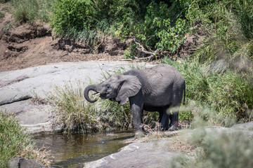 Naklejka premium Two Elephants drinking in the Kruger.