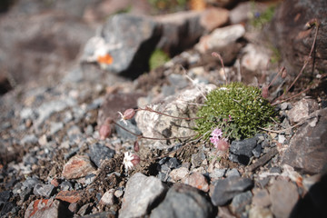 fragile mountain flower close-up. On the background of sunlight and mountains