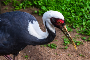 Naklejka premium Black crane