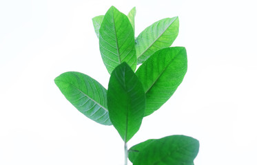 Guava leaves with natural white background