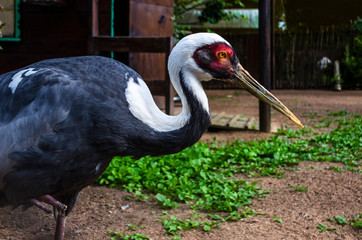Black crane