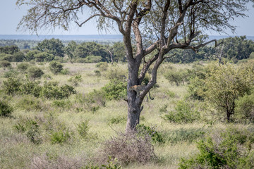 Leopard sitting in a tree in the Kruger.