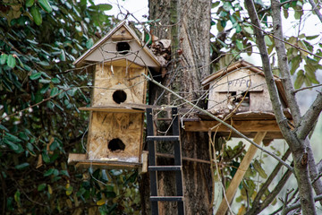 Bird house in the tree wooden bird box.