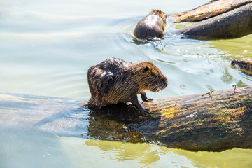 Beaver