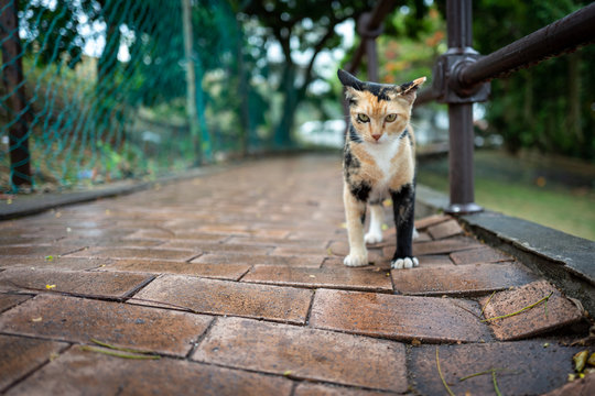 A street cat in Malacca, Malaysia.