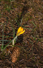 blooming crocus spring