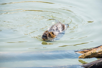 Beaver