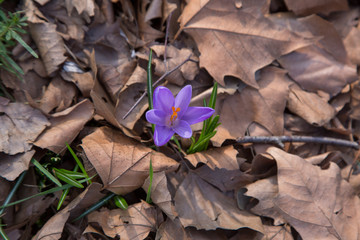 blooming crocus spring