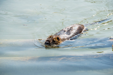 Beaver
