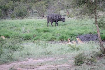 Cheetahs in a drainage line looking at a Buffalo.