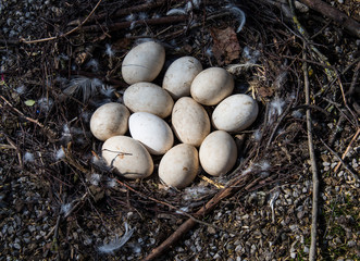 Bird nest in nature