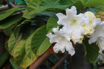 In a park in Thailand