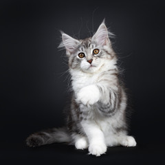 Fototapeta na wymiar Cute black tabby with white Maine Coon cat kitten, sitting facing front with one paw playing high in air. Looking beside lens with brown eyes. Isolated on a black background. Tail beside body.