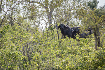 African buffaloes in the bushes.