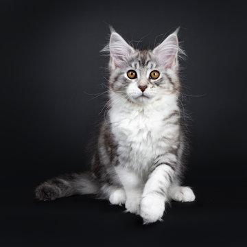 Cute black tabby with white Maine Coon cat kitten, sitting facing front with one paw lifted. Looking straight at lens with brown eyes. Isolated on a black background. Tail beside body.