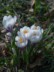 blooming crocus spring