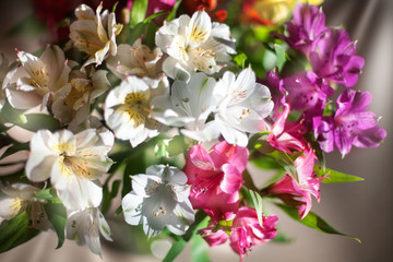 White and multicolored lily flowers on  blurred background closeup, soft focus lilies flower arrangement, beautiful holiday artistic floral image in sun light rays, sunny spring or summer illustration