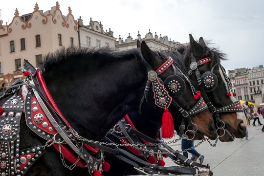Pair of black horses in harness vintage style in Krakow, Poland