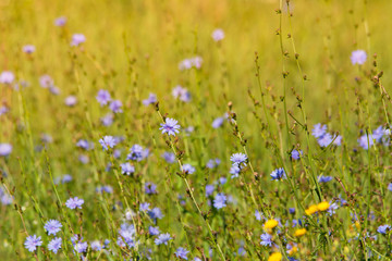Fototapeta premium Chicory flowers in the field