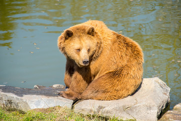 Brown bear