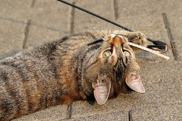 Kitten tricolor Glückskatze mit Spielangel auf Gehwegplatten