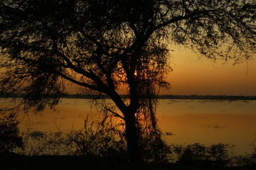 sunset evening silhouette trees