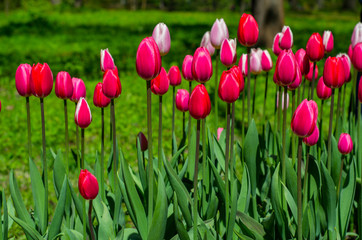 Flowering tulips in the park