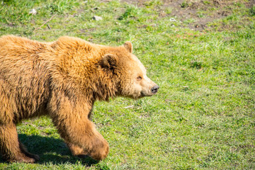 Obraz premium Brown bear