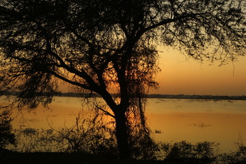 sunset evening silhouette trees