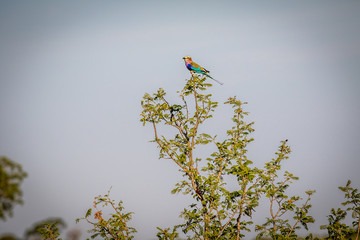 Lilac-breasted roller on a branch.