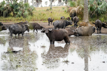 Group of Buffalo in the river