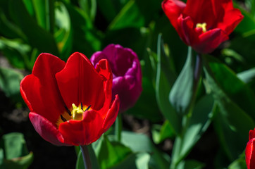 Fototapeta premium Flowering tulips in the park