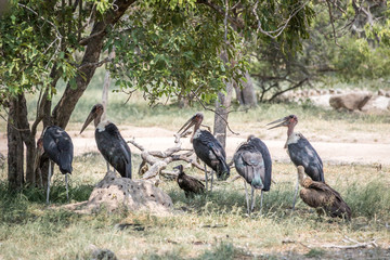 Storks and Vultures standing under a tree.