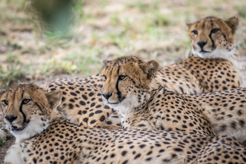 Coalition of Cheetahs laying in the sand.