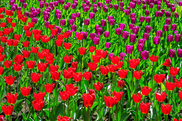 Flowering tulips in the park