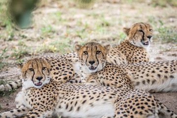 Coalition of Cheetahs laying in the sand.