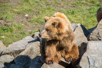 Brown bear
