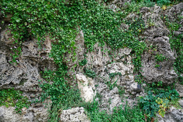 Old stone wall with ivy as backgroundgreen moss on wall