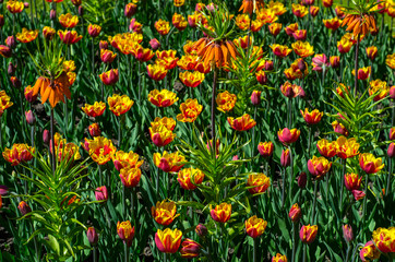 Flowering tulips in the park