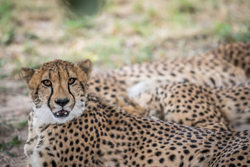 Coalition of Cheetahs laying in the sand.