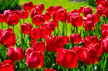 Flowering tulips in the park