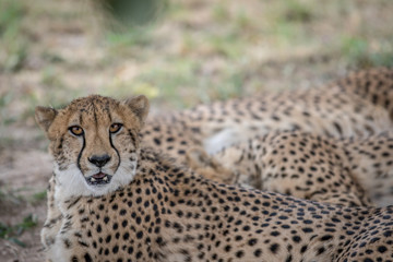 Coalition of Cheetahs laying in the sand.