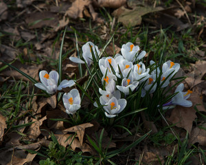 blooming crocus spring