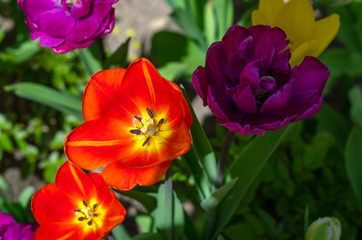 Obraz na płótnie Canvas Flowering tulips in the park