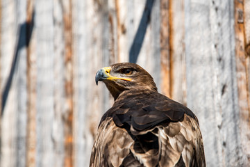 Close-up of a Red Tailed Hawk