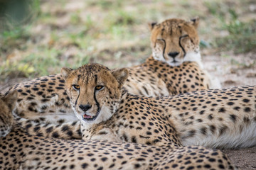 Coalition of Cheetahs laying in the sand.