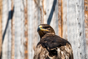 Close-up of a Red Tailed Hawk