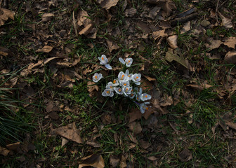 blooming crocus spring