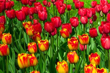 Flowering tulips in the park