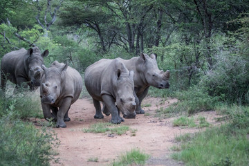 Naklejka na ściany i meble Group of White rhinos standing in the road.